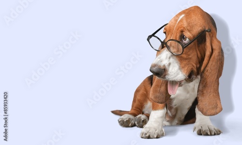 Dog, Glasses, Humor. © BillionPhotos.com