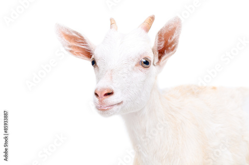 Portrait of a young goat