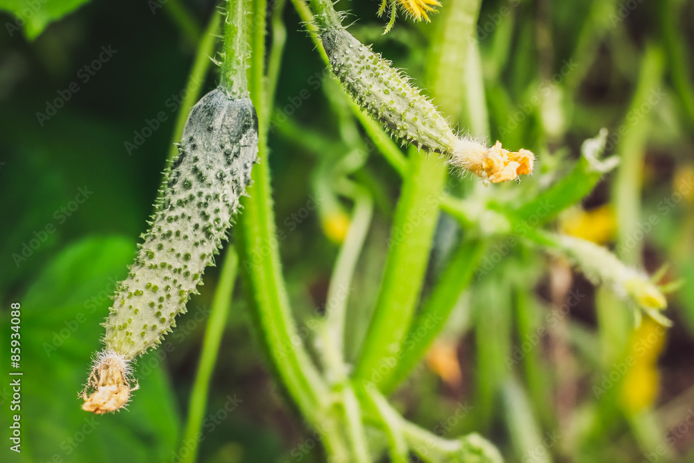 Naklejka premium the maturation of cucumber