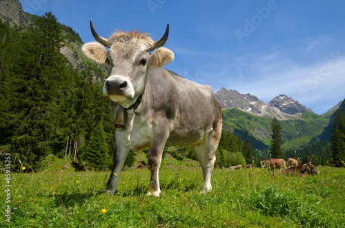 Kuh auf Weide im Gebirge