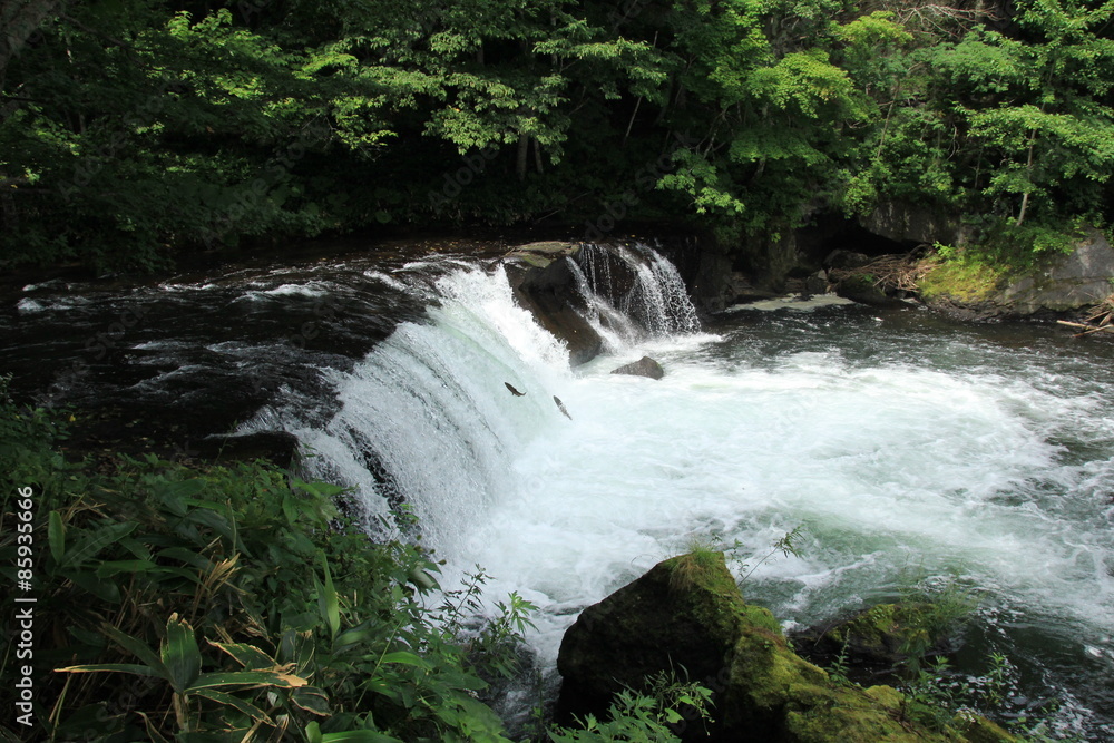 Obraz premium さくらの滝を遡上するサクラマス