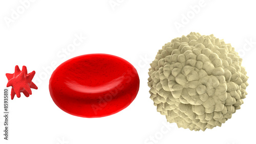 Main blood cells in scale isolated on white