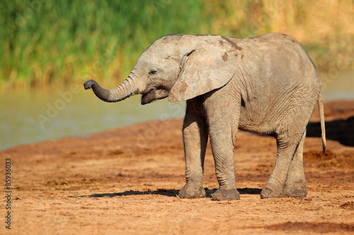 A cute baby African elephant  Loxodonta africana   Addo Elephant National Park  South Africa
