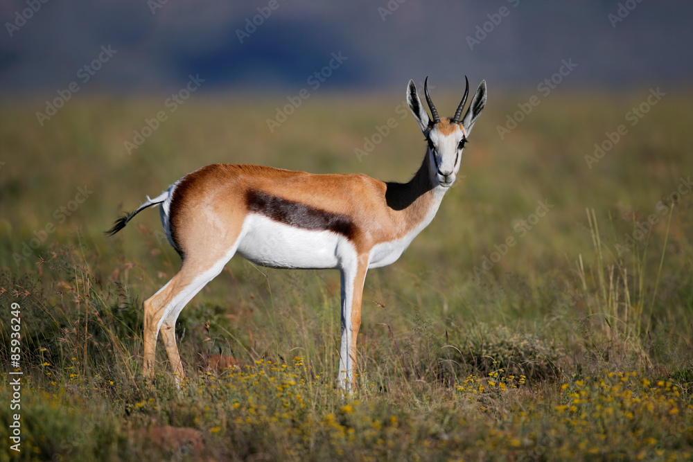 A springbok antelope (Antidorcas marsupialis) in grassland, South Africa A springbok antelope (Antidorcas marsupialis) in grassland, South Africa
