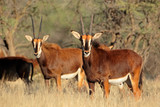 Sable antelopes (Hippotragus niger) in natural habitat, South Africa