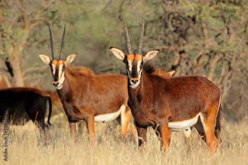 Sable antelopes (Hippotragus niger) in natural habitat, South Africa © EcoView
