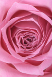 closeup of pink rose in full bloom