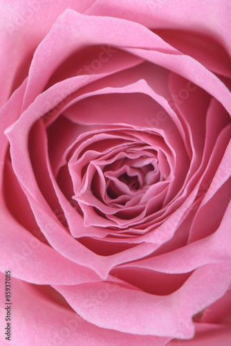 Wallpaper Mural closeup of pink rose in full bloom Torontodigital.ca