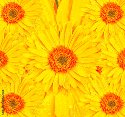 Beautiful yellow gerbera flowers.