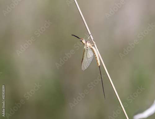 Hexagenia limbata (Serville), known as the Giant Mayfly on Twig photo