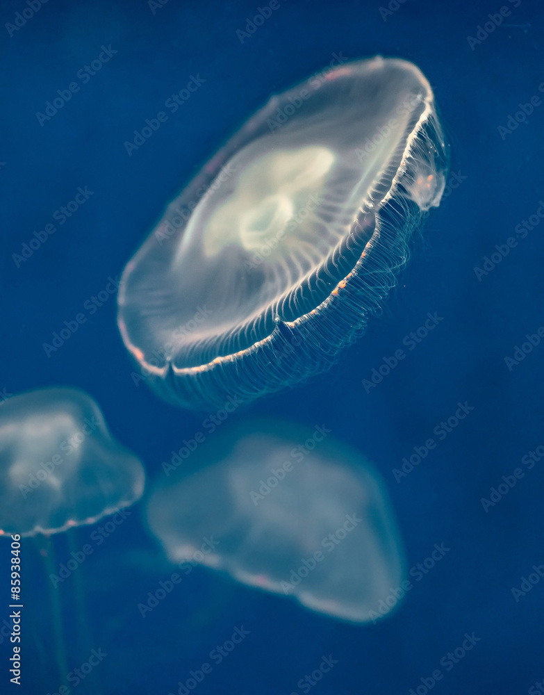 Jellyfish under sea Jellyfish under sea