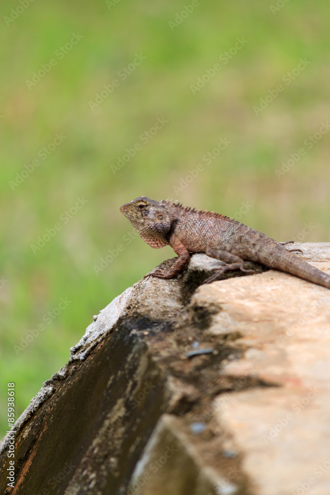 A garden lizard on a green background