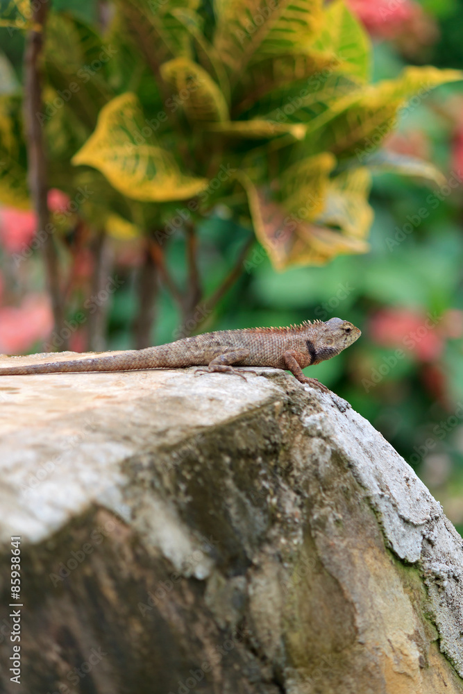 Fototapeta premium A garden lizard on a green background