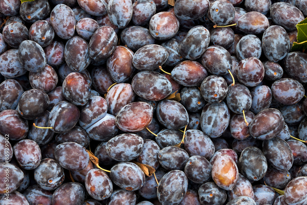Fototapeta premium Group of damson