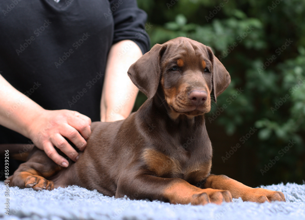 Puppy Doberman Pinscher 2 Month Old Stock Photo | Adobe Stock