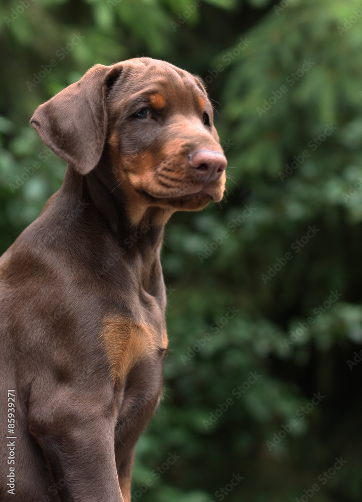 Puppy doberman pinscher 2 month old