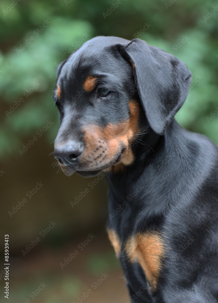 Puppy doberman pinscher 2 month old