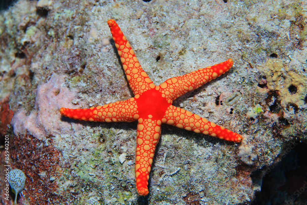 Noduled sea star Noduled sea star