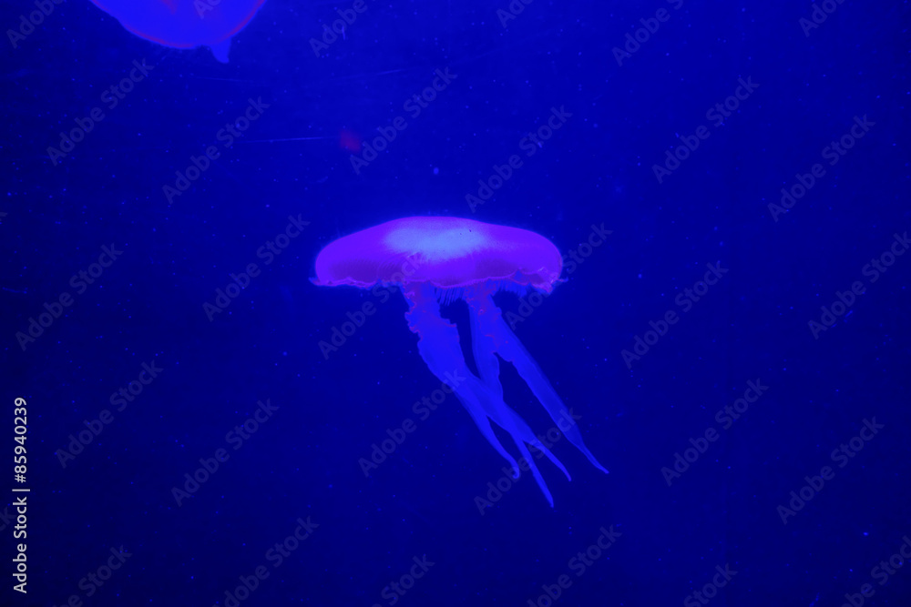 Naklejka premium Jelly cnidaria