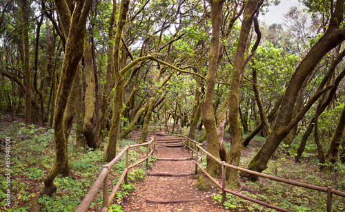 The amazing rain-forest in La Gomera  Parque Nacional de Garajon