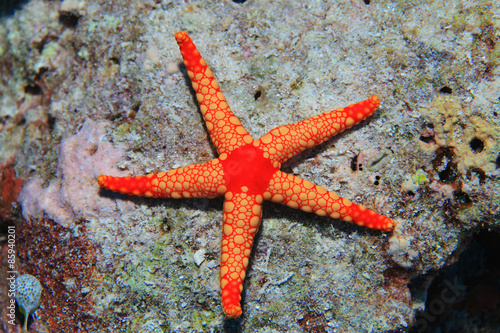 Noduled sea star  © aquapix