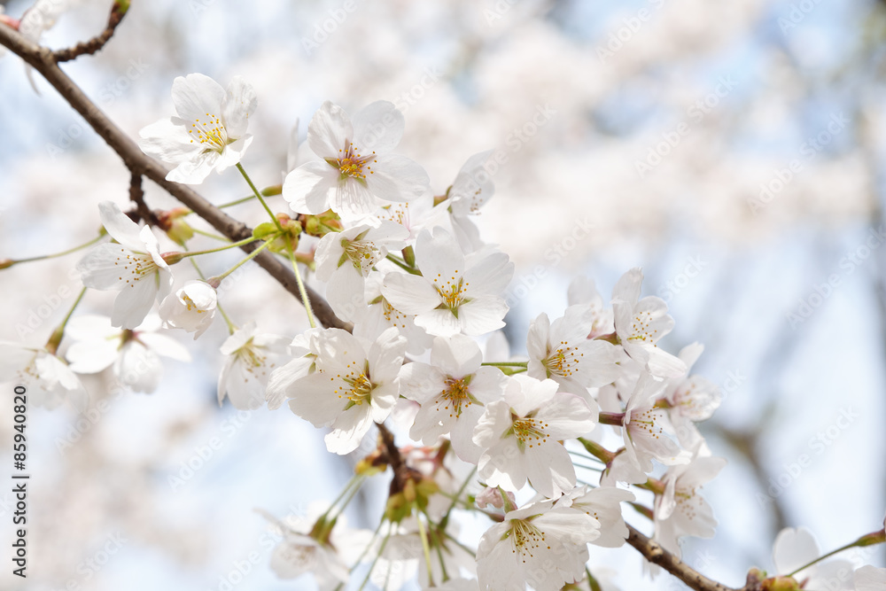 closeup of Korean cherry blossoms in full bloom closeup of Korean cherry blossoms in full bloom