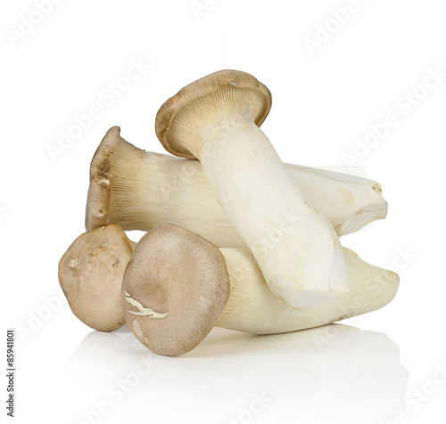 king oyster mushroom on white background