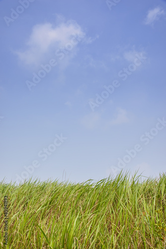 green reeds with blue sky and clouds