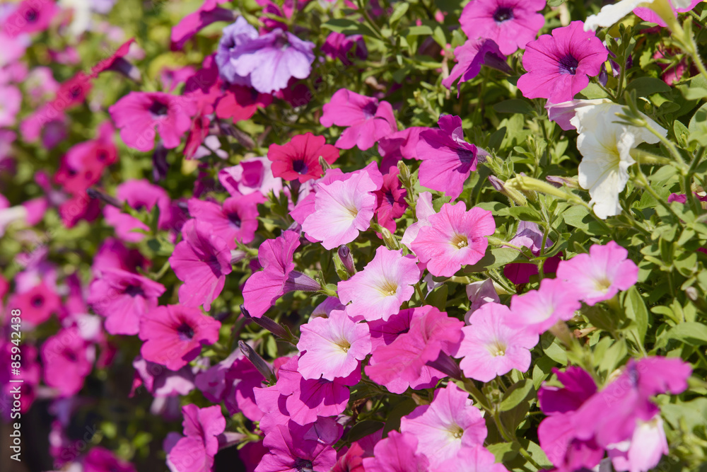 closeup of pink petunia flowers closeup of pink petunia flowers