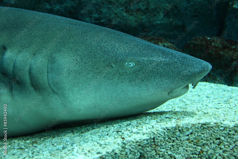 Naklejka premium Nurse shark (Ginglymostoma cirratum) head shot