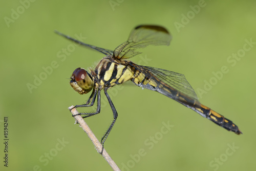 dragonfly on a branch © jipen
