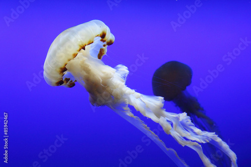 Chrysaora fuscescens (Pacific sea nettle) and another in background photo