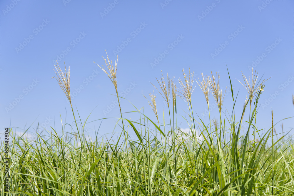 silver grass in a field