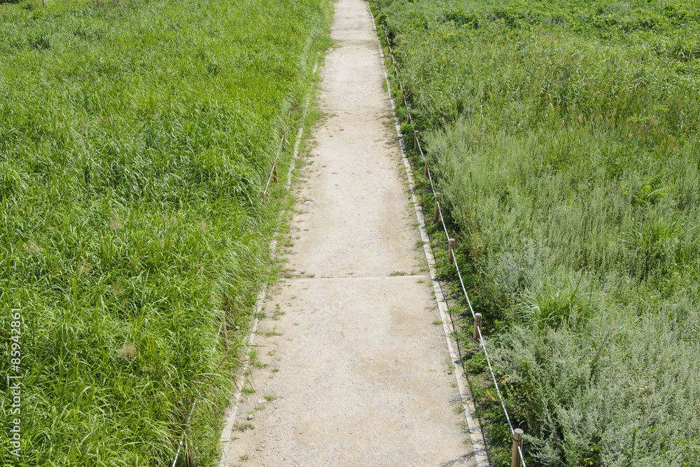 lined straight path in a silver grass field