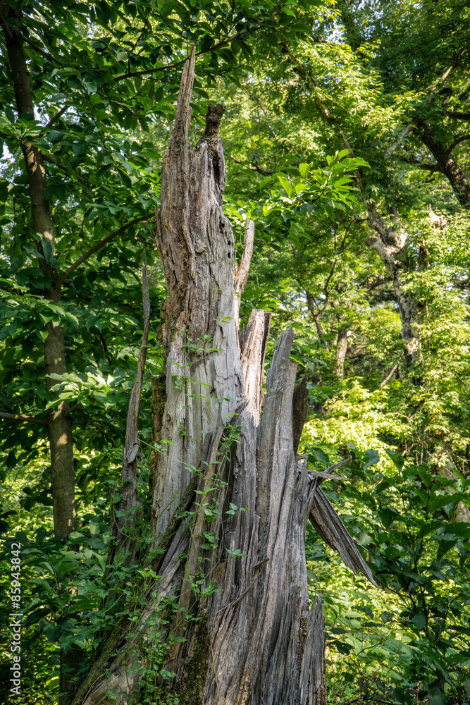 Fototapeta premium dead tree