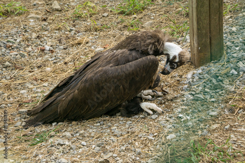 Aegypius monachus in the zoo