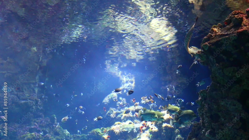 Quête du requin en eau poissonneuse Quête du requin en eau poissonneuse
