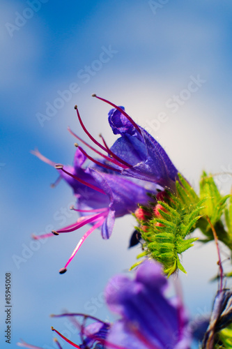 Fiore viola  con insetto sfondo verde prato sfondo cielo