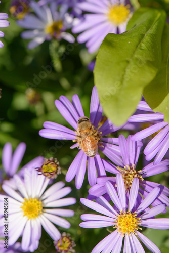 bee on a Korean starwort flower photo