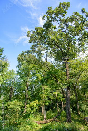 view of a forest