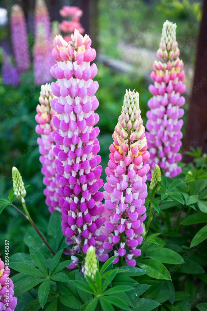 pink lupine flowers in the garden pink lupine flowers in the garden