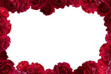 Frame with bush of red rose flowers background isolated on white
