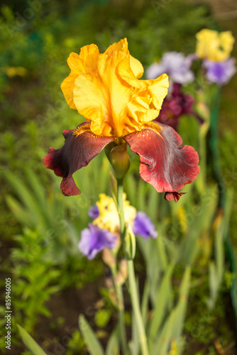 rare yellow and purple color iris flower on a natural green grass background