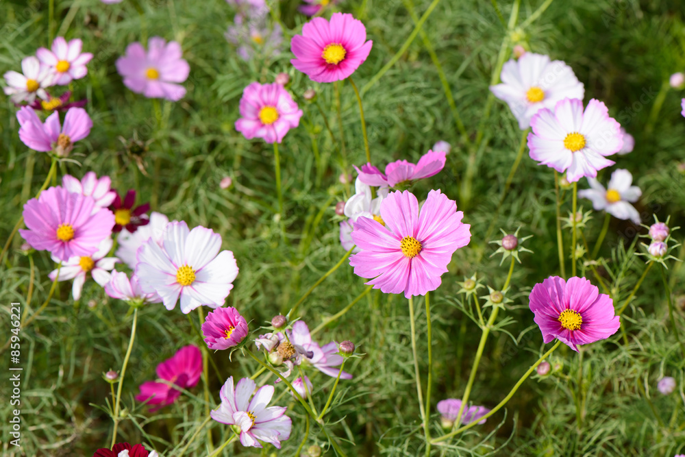 cosmos flowers in a field