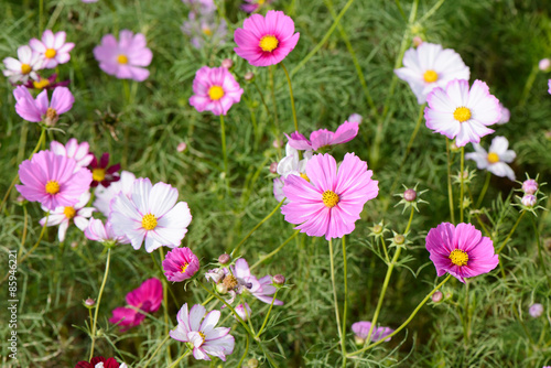 Fototapeta Naklejka Na Ścianę i Meble -  cosmos flowers in a field