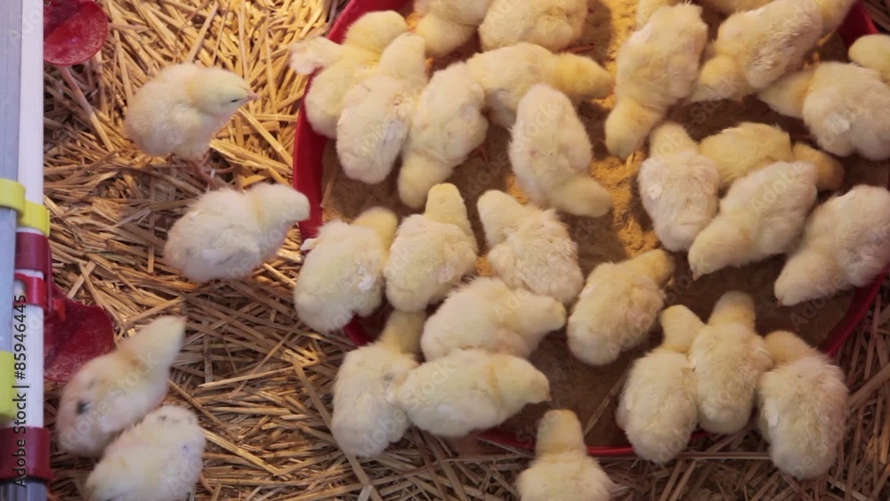 New born chicks at farm New born chicks at farm