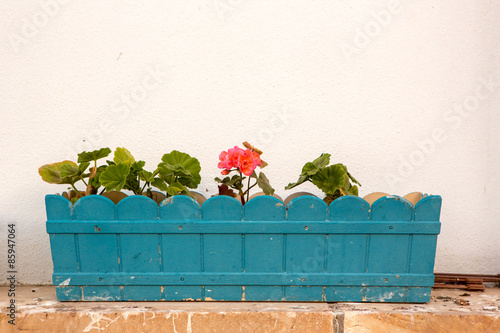 Fototapeta Naklejka Na Ścianę i Meble -  Flowerpots hanged on the  colorful walls and windows of the beautiful old houses in Bozcaada