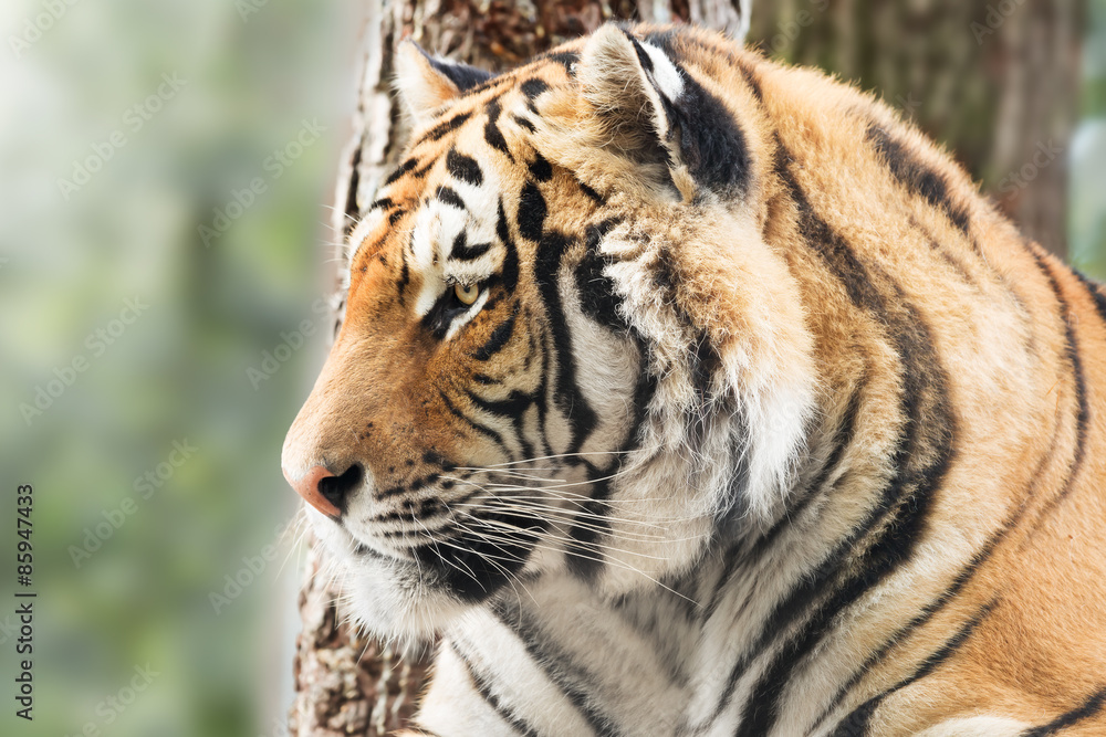 Vigilant tiger Vigilant tiger