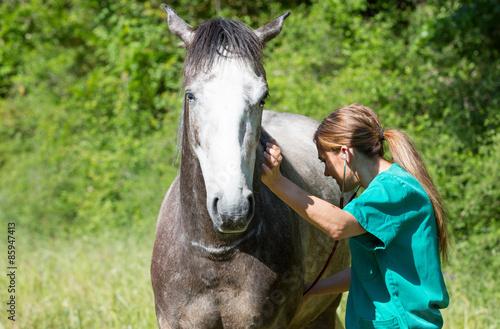 Equine veterinary