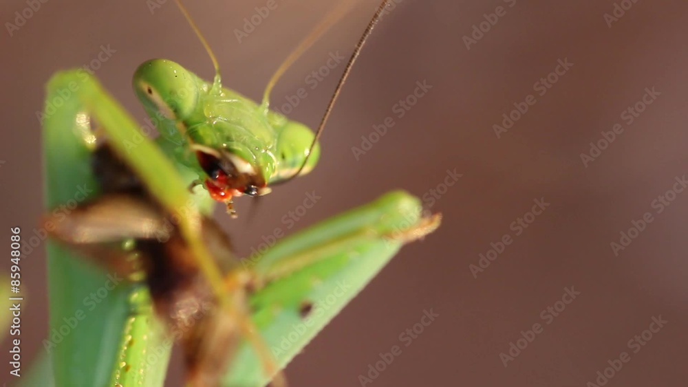 Close up of a prey mantis eating a cricket leg (focus on the mouth) Close up of a prey mantis eating a cricket leg (focus on the mouth)